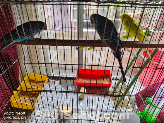 বাজিগর পাখি